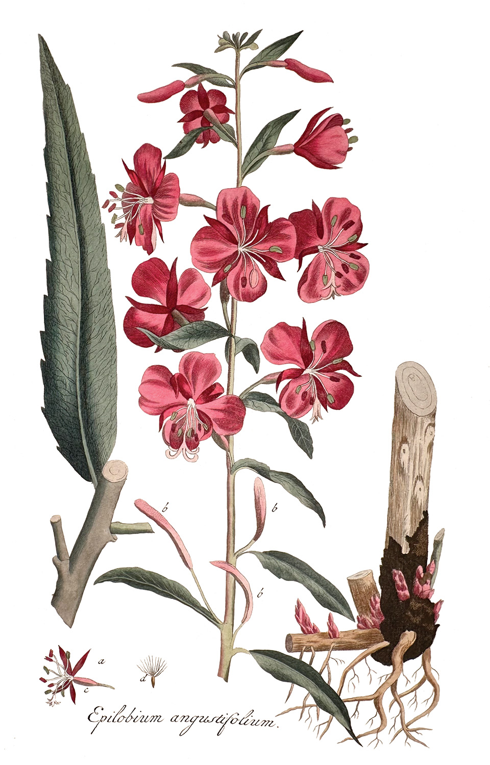 Colored botanical illustrations of a pink flower, including its leaves and roots. The flower is comprised of many smaller flowers of four large pink petals, with four smaller and thinner petals alternating, which bud off the main woody-looking stem of the plant. The leaves are a little larger than the smaller flower, but very thin. The illustration of the roots shows how the plant can also spread by root, and displays a cross section of the stem, which is comprised of rings similar to tree growth. 