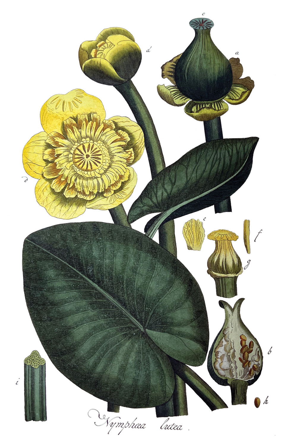 Colored botanical illustrations of a yellow flower, including its leaves, stem, and fruiting body. The flower has five large outside petals and many interior petals. The image shows the flower in several stages of development, including budding, flower, and fertilization. The leaves are large and fat. The stem is shown in a cross section and is comprised of smaller shafts. The fruiting body is also shown in a cross section, which illustrates seed development. 