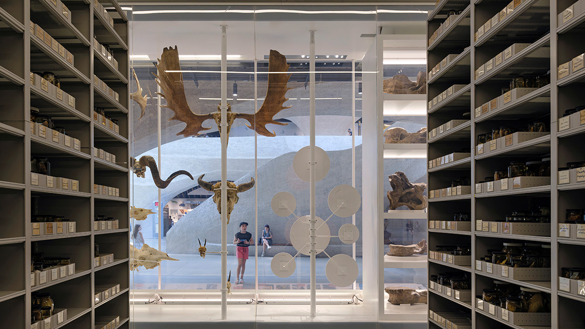 A museum exhibit with shelves filled with labeled containers and specimens, including animal horns and antlers. A young child is looking at the exhibit, and there are other people in the background visiting the museum space.