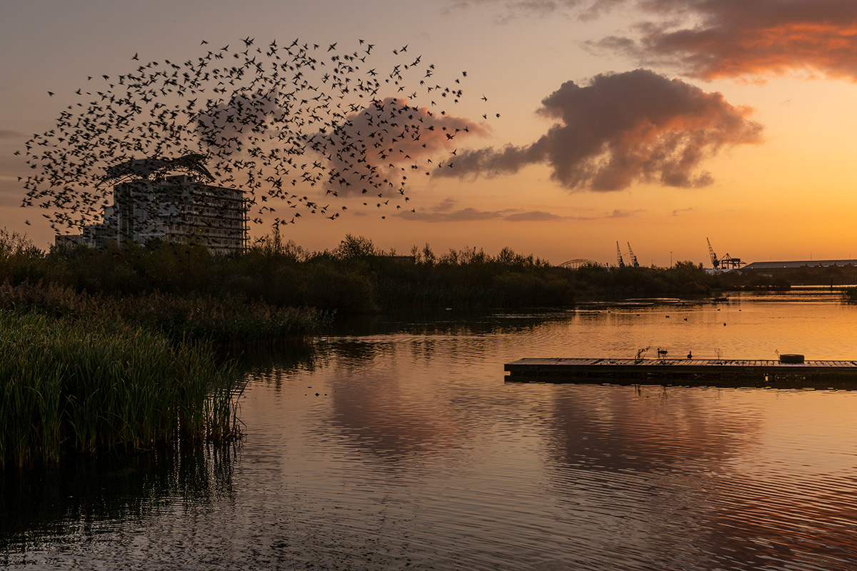 A large flock of birds passes over a lake and marshlands at twilight.