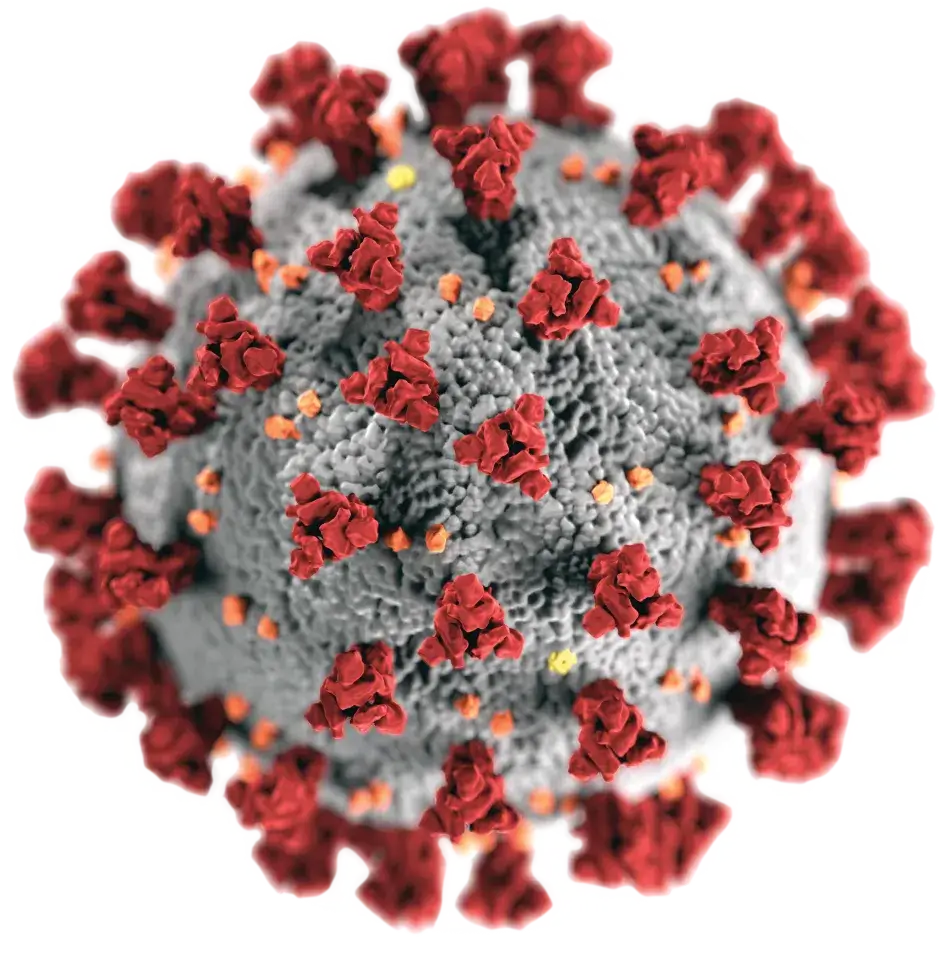 coronavirus