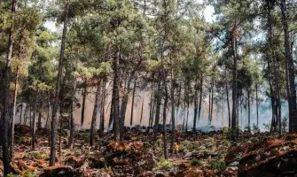 forest floor fire image from iStock  ​