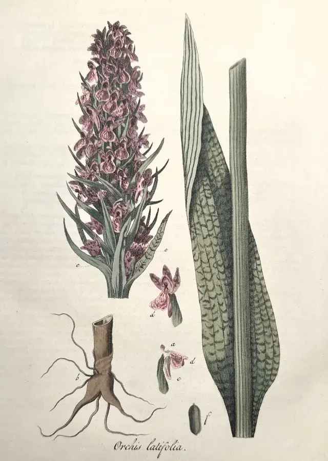 An illustration of Orchis latifola