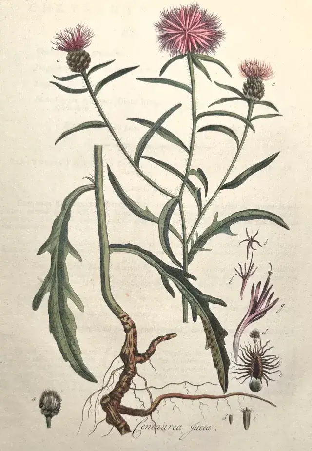 An illustration of Centaurea jacea