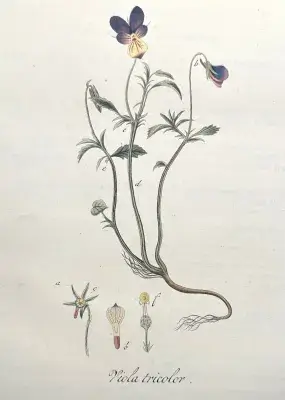 An illustration of Viola tricolor