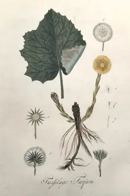 An illustration of Tussilago farfara