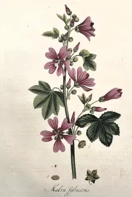 Illustration of Malra Sylvestris