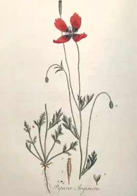 Illustration of Papaver Argemone